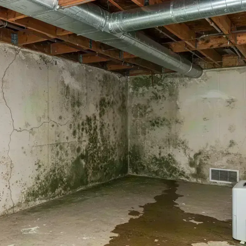 Professional Mold Removal in Washburn, IL